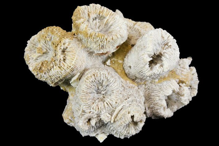 Jurassic Coral Colony (Thecosmilia) Fossil - Germany #157308